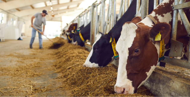 cows eating hay