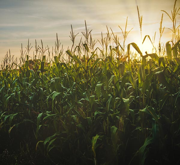 Cornfield at sunset